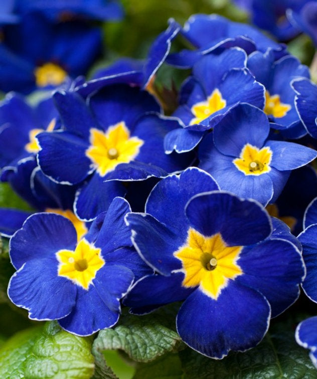 Blue Yellow Pansy Flower seeds for Planting - Seasonal Bloomer, Heirloom & GMO Free Seeds for Home Garden