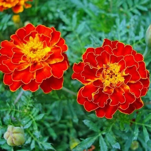 Red Marigold Seeds for Planting - Annual Flower for Bright Borders