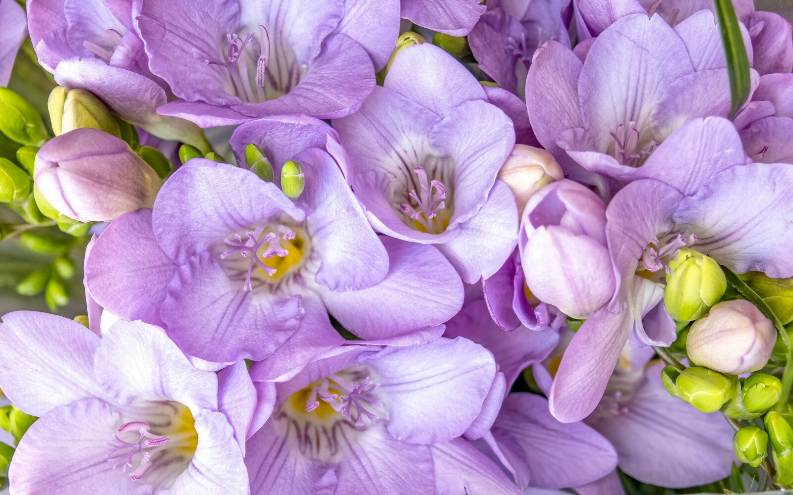 Light Violet Freesia Flower Seeds for Planting Shade Tolerant Heirloom & GMO Free Seeds for Home Garden
 
 Sale