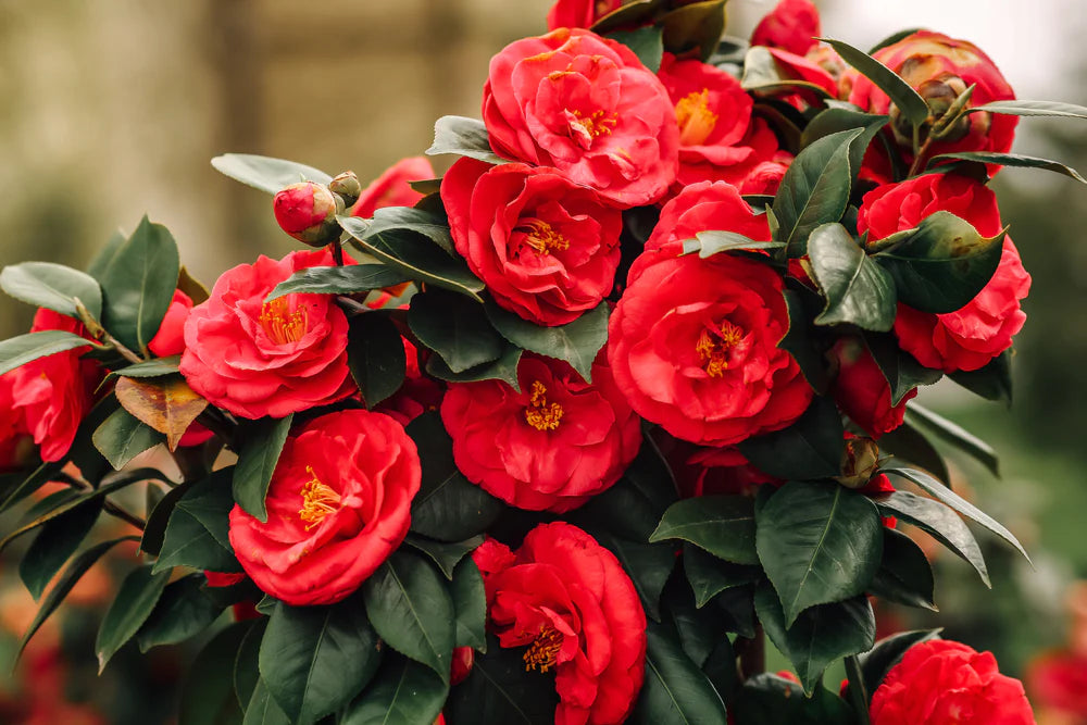 Pink Red Camellia Flores Flower Seeds for Planting Seasonal Bloomer Heirloom & GMO Free Seeds for Home Garden
 
 Sale