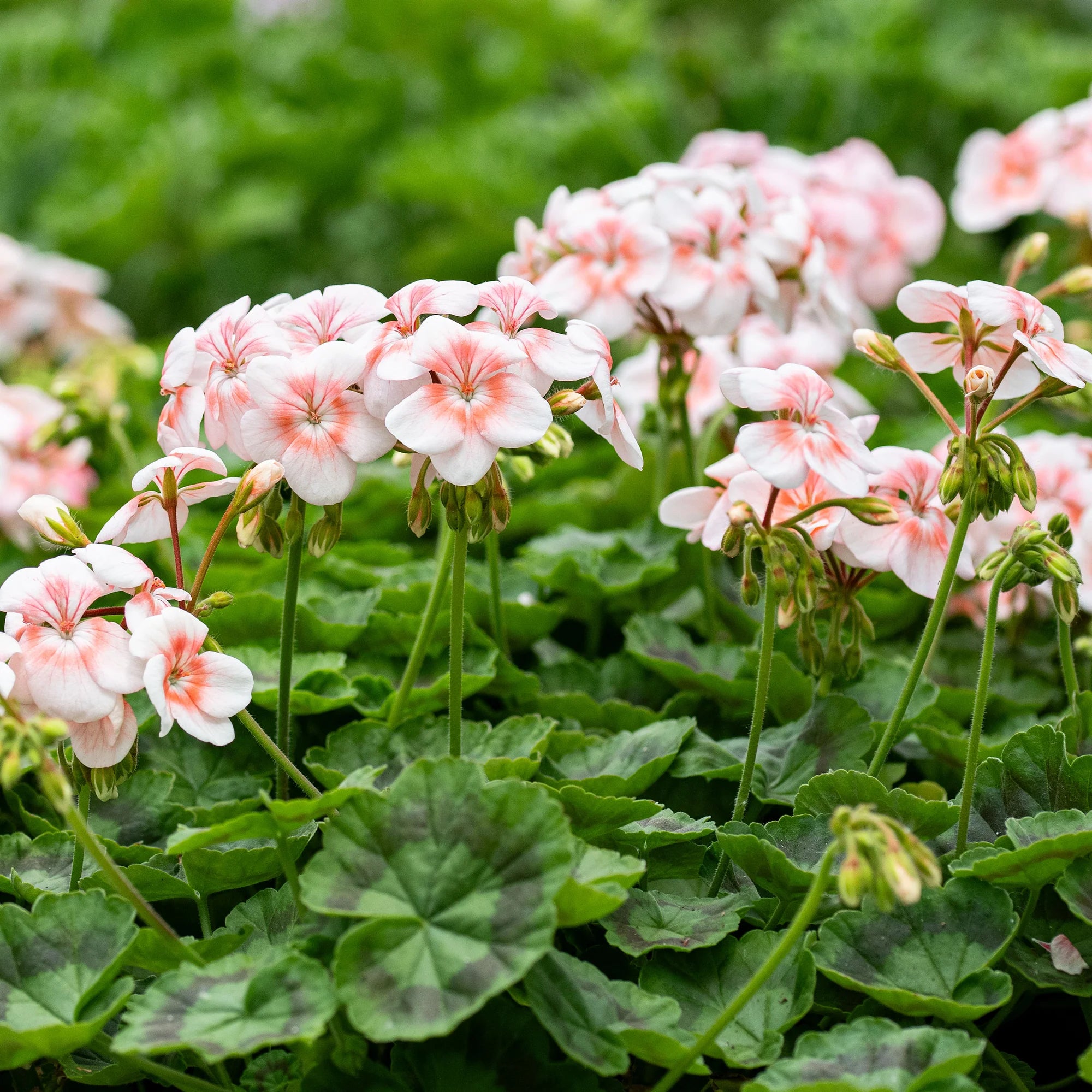 White Geranium Flower Seeds for Planting | Easy-to-Grow Annual Flower Seeds