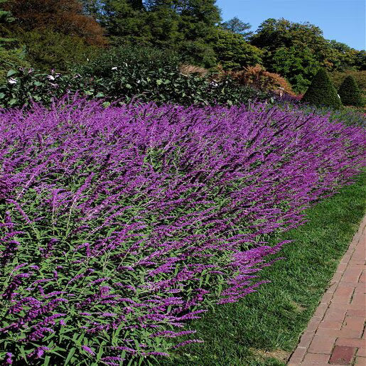 Lavender Barbara Flower seeds for Planting - Colorful Display, Heirloom & GMO Free Seeds for Home Garden