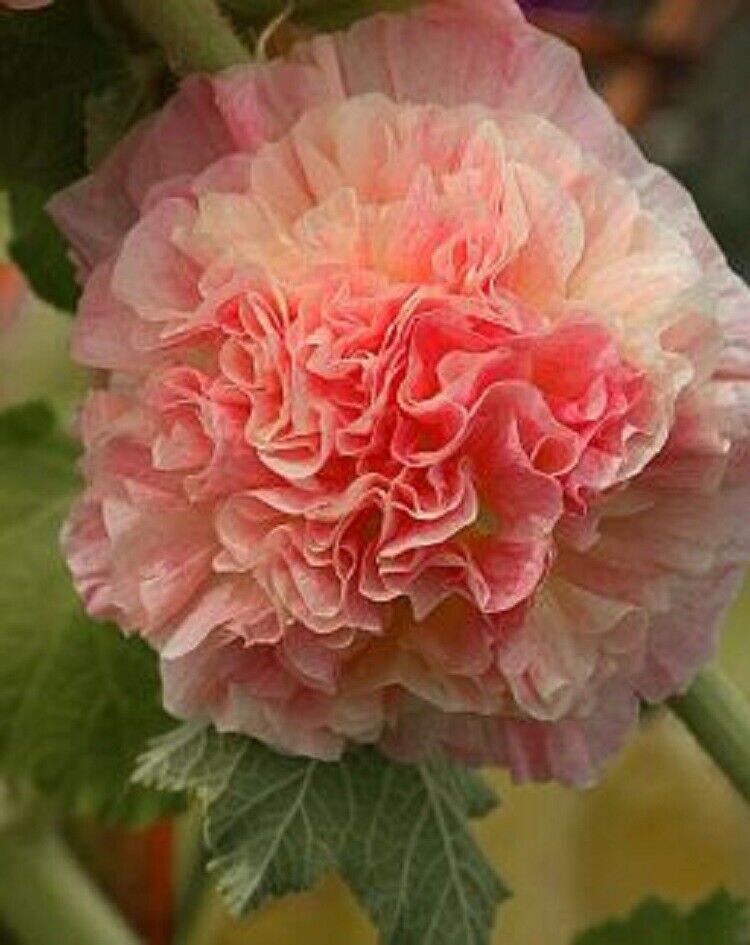 Double Orange Hollyhock Alcea rosea Seeds for Planting in Flower Bed & Garden