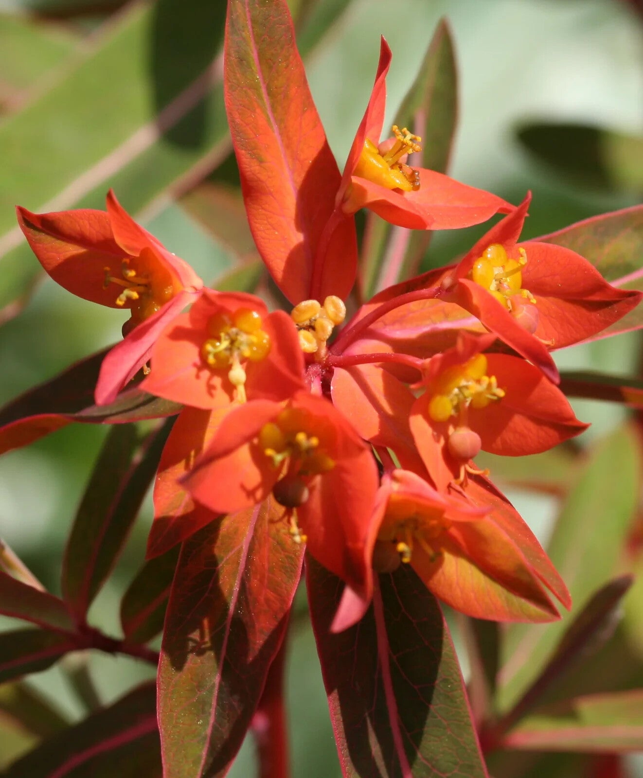 Red Griffithii Flower seeds for Planting - Wildflower Mix, Heirloom & GMO Free Seeds for Home Garden
