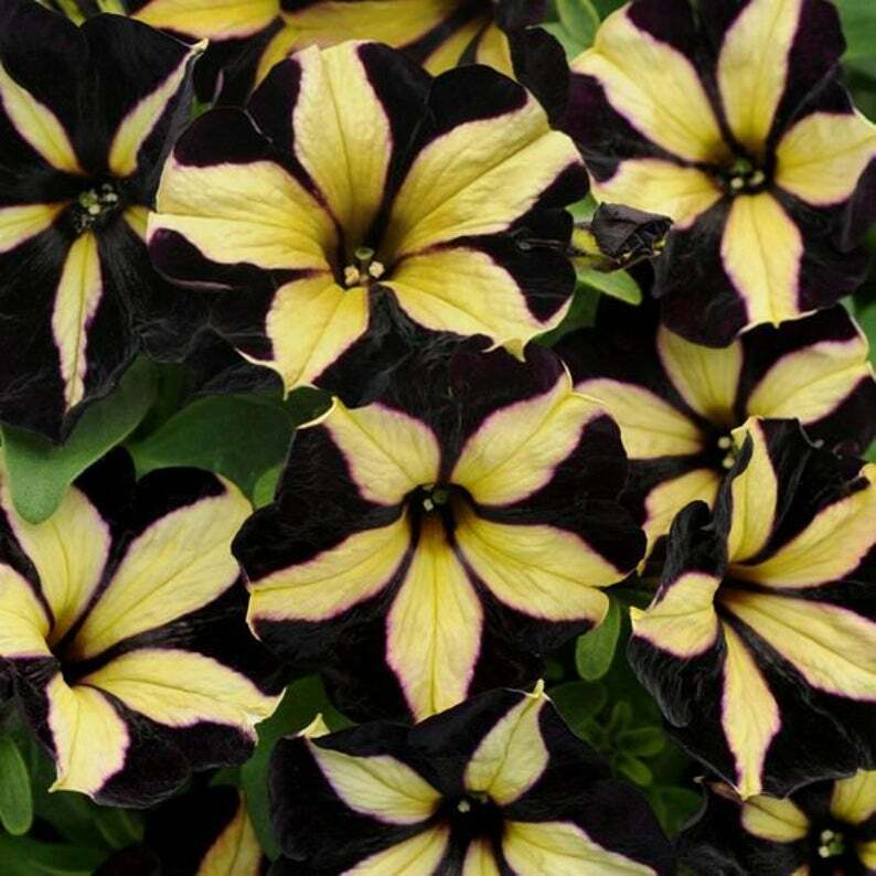 Yellow Black Playmates Flower seeds for Planting - Sun Loving, Heirloom & GMO Free Seeds for Home Garden