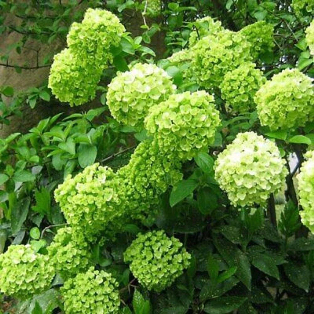 Premium Hydrangea Seeds  Dark Green Flowers for Your Garden