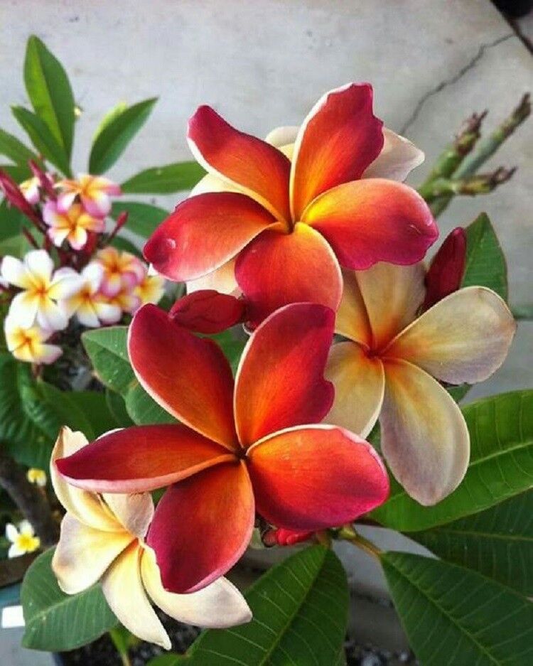Orangen Plumeria Plumeria spp Flower Seeds for Planting in Tropical Garden