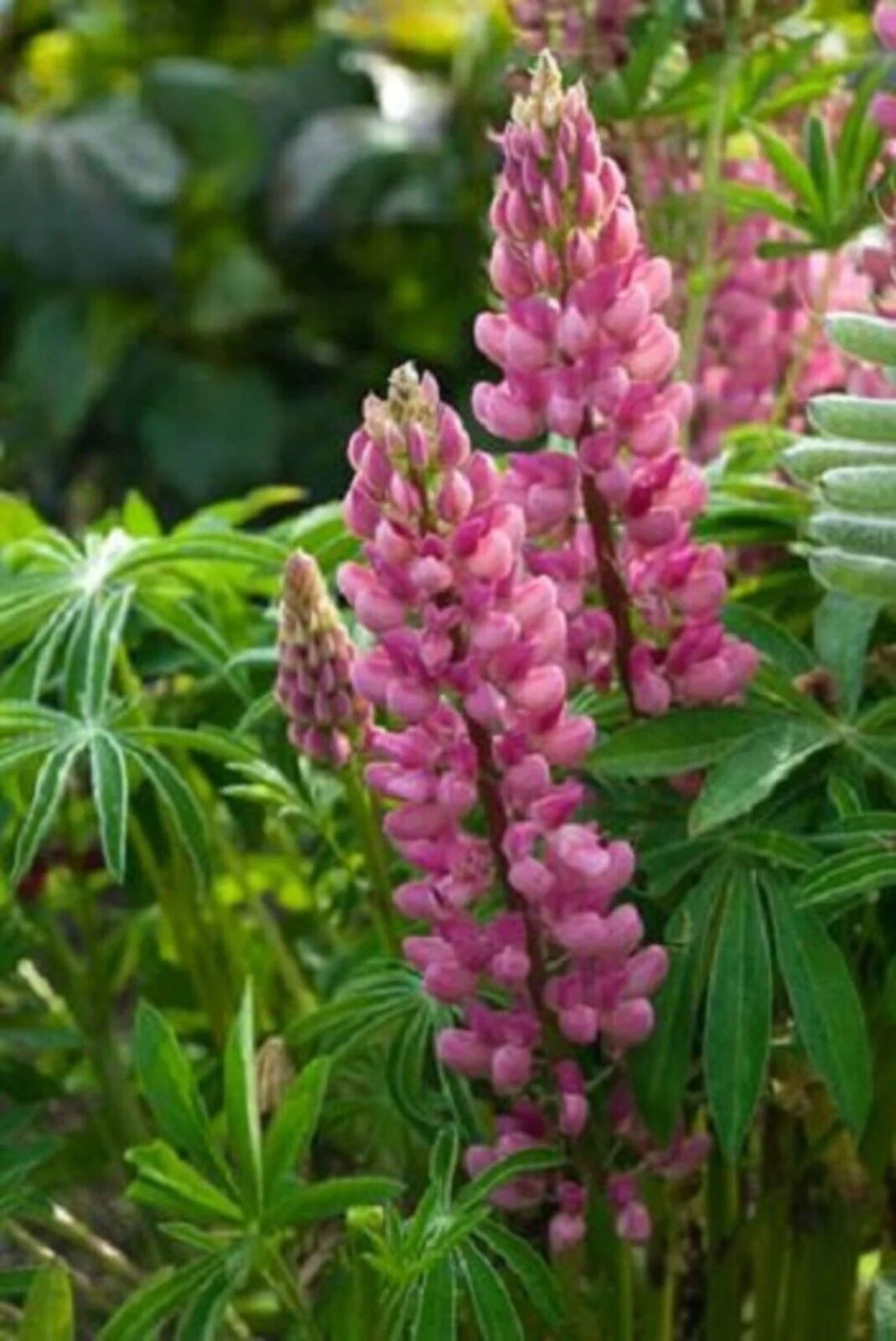 Pink Lupine Flower Seeds - Vibrant Planting Seeds for Colorful Gardens