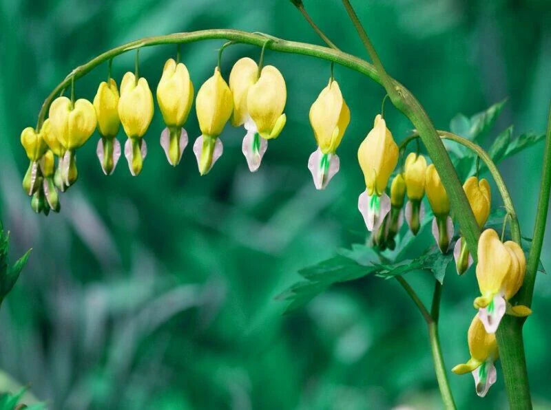 Sky Blue Yellow Heart Flower Seeds for Planting Bright Blooms Heirloom & GMO Free Seeds for Home Garden
 
 Sale - Evergrowseeds