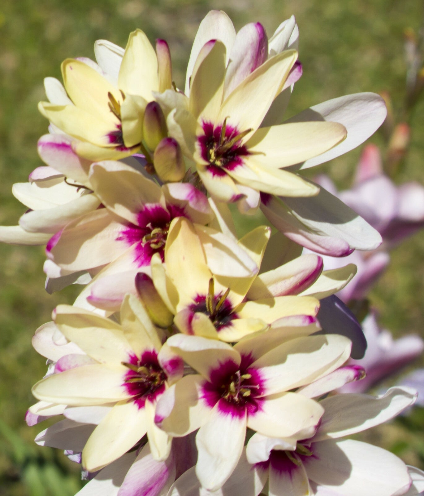 Ixia Flower seeds for Planting - Pollinator Friendly, Heirloom & GMO Free Seeds for Home Garden