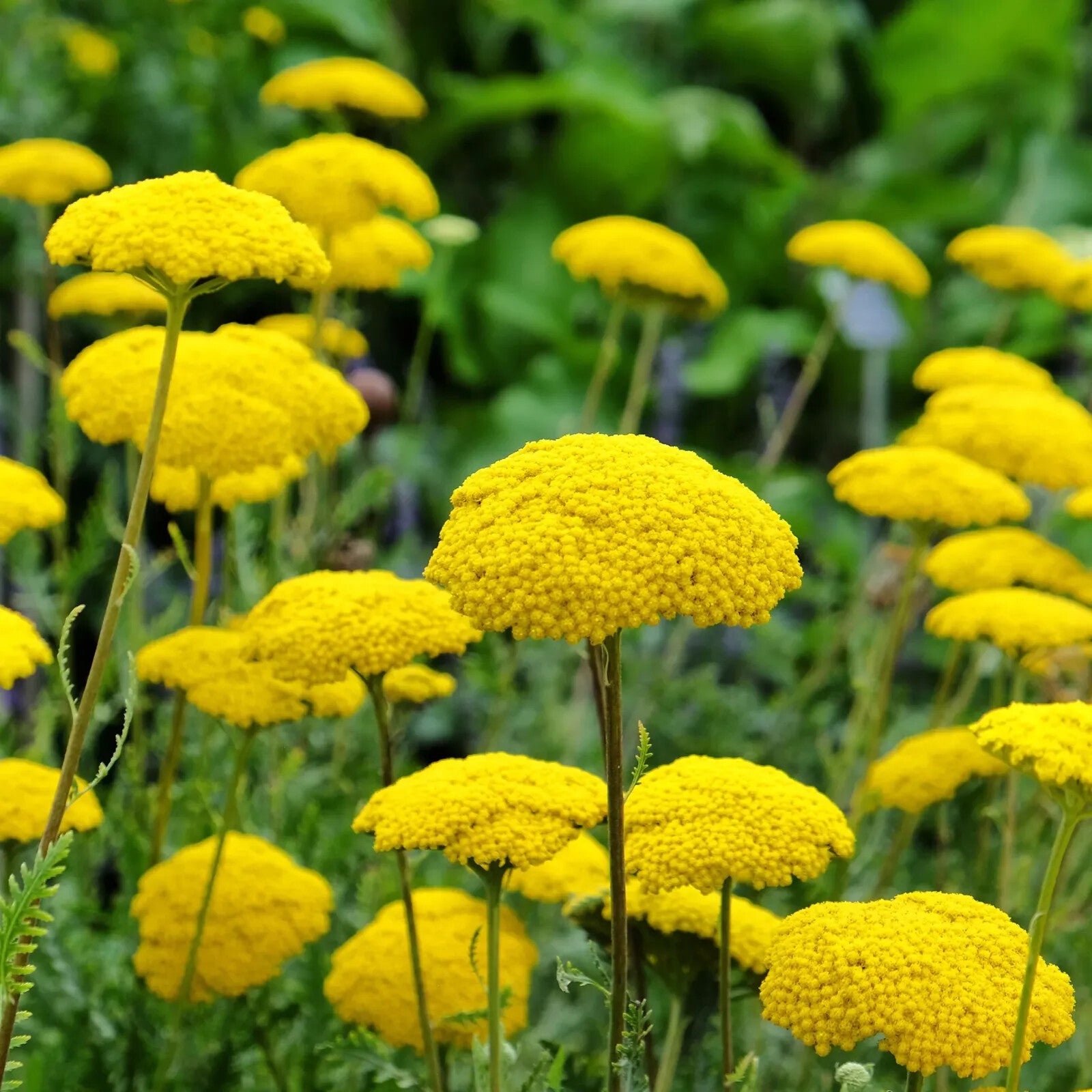 Yellow Achillea Flower seeds for Planting - Bright Blooms, Heirloom & GMO Free Seeds for Home Garden