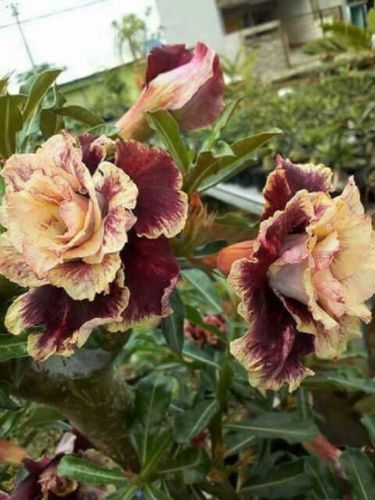 Cream Maroon Rose Flower Seeds for Planting Colorful Display Heirloom & GMO Free Seeds for Home Garden
 
 Sale