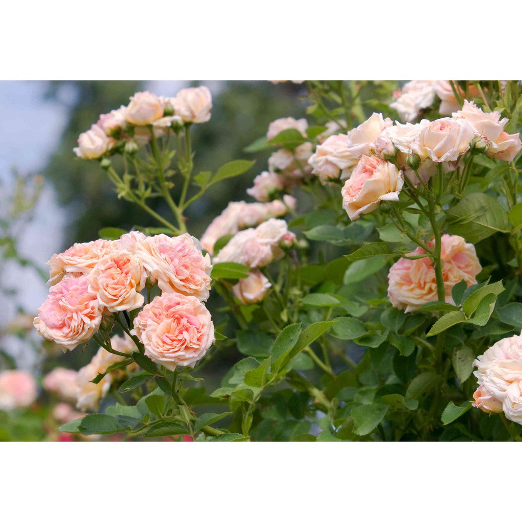 Pink (Pink Climbing) seeds for planting in home garden