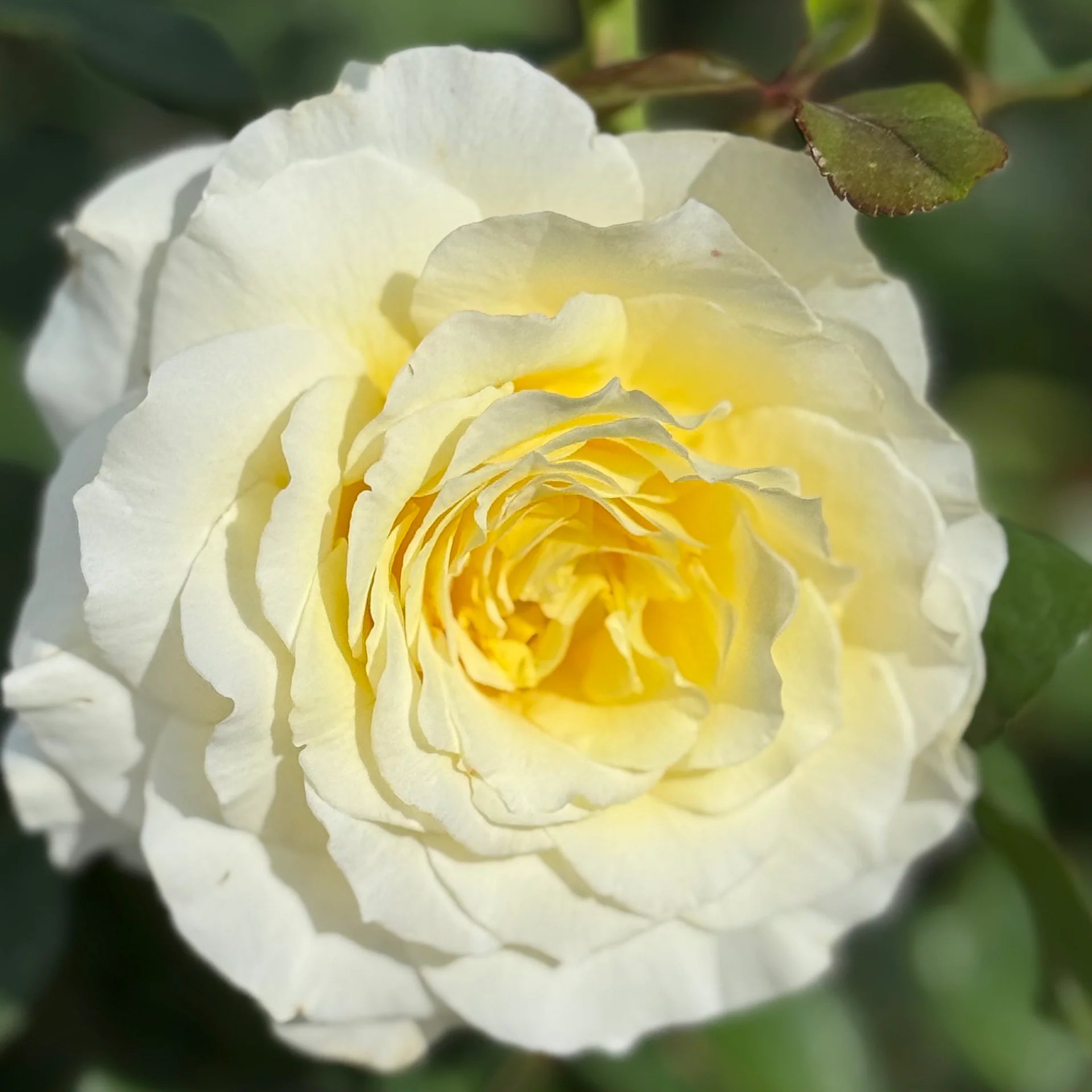 White Yellow Rose Flower seeds for Planting - Low Maintenance, Heirloom & GMO Free Seeds for Home Garden