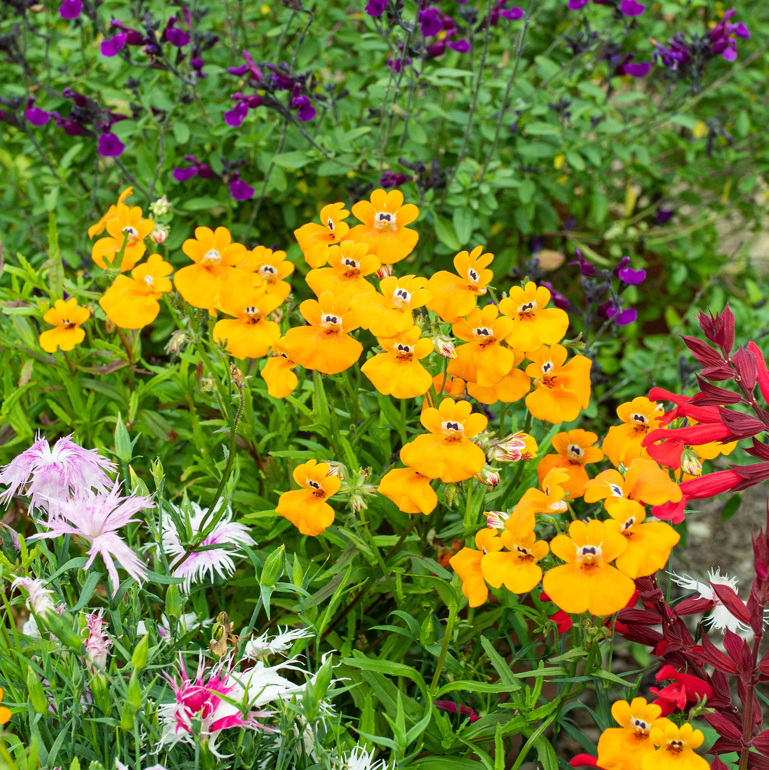 Orange Nemesia Flower seeds for Planting - Seasonal Bloomer, Heirloom & GMO Free Seeds for Home Garden