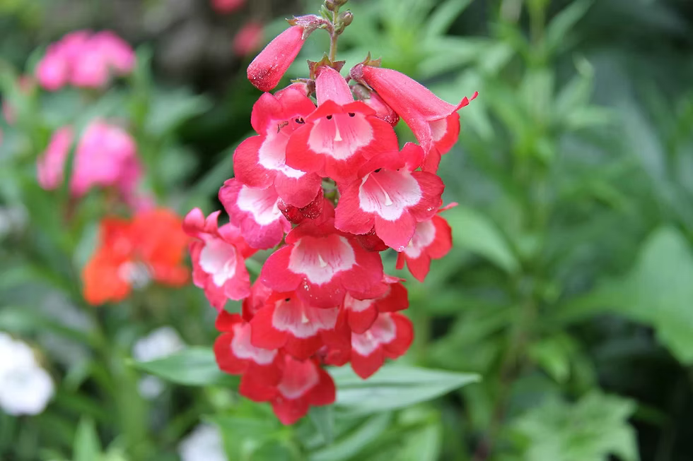 Red Penstemon Flower seeds for Planting - Long Bloom Season, Heirloom & GMO Free Seeds for Home Garden
