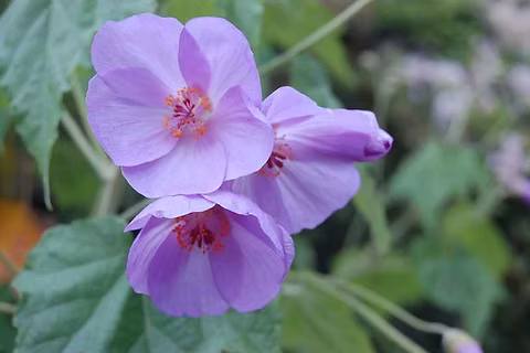 Violet Abutilon Flower seeds for Planting - Bright Blooms, Heirloom & GMO Free Seeds for Home Garden