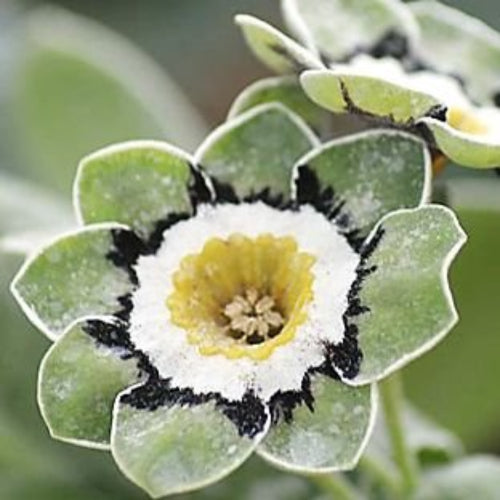 Green Shade Auricula Flower seeds for Planting - Shade Tolerant, Heirloom & GMO Free Seeds for Home Garden
