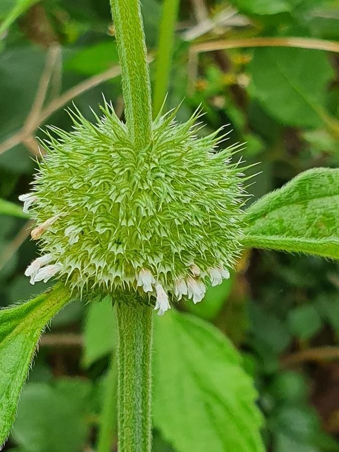 Hyptis Flower seeds for Planting - Sun Loving, Heirloom & GMO Free Seeds for Home Garden