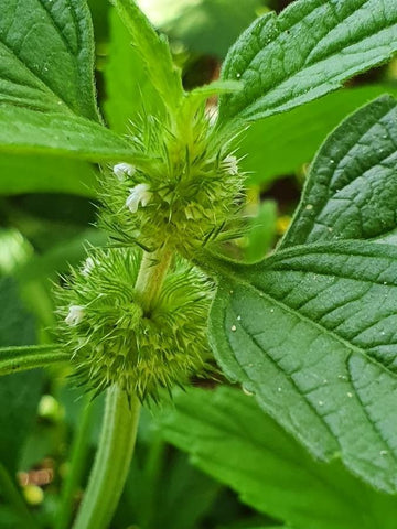 Hyptis Flower seeds for Planting - Sun Loving, Heirloom & GMO Free Seeds for Home Garden