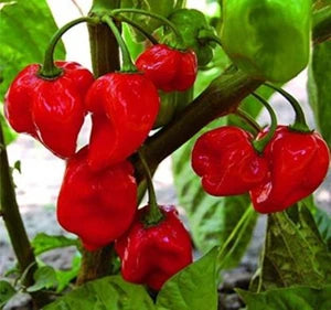 Aji Cubano Dulce Cachucha Pepper Seeds for Planting