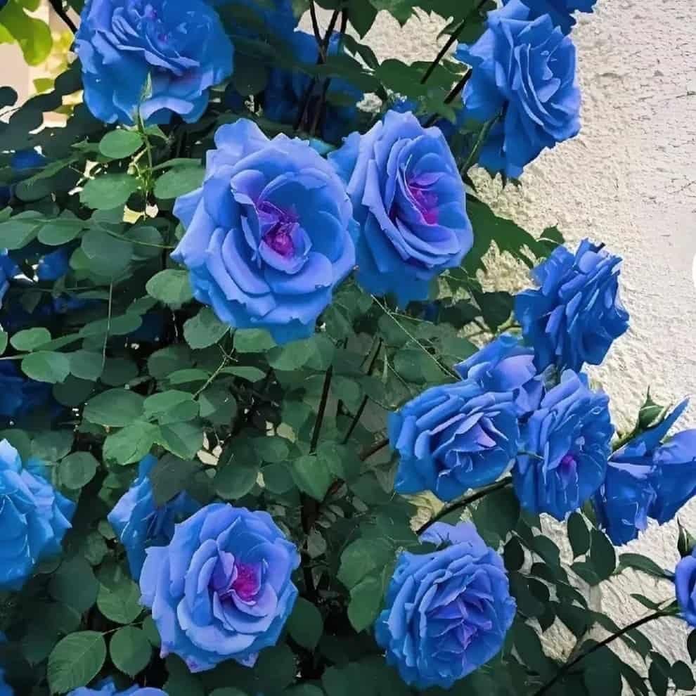 Sky Blue Climbing Rose Flower seeds for Planting - Long Bloom Season, Heirloom & GMO Free Seeds for Home Garden