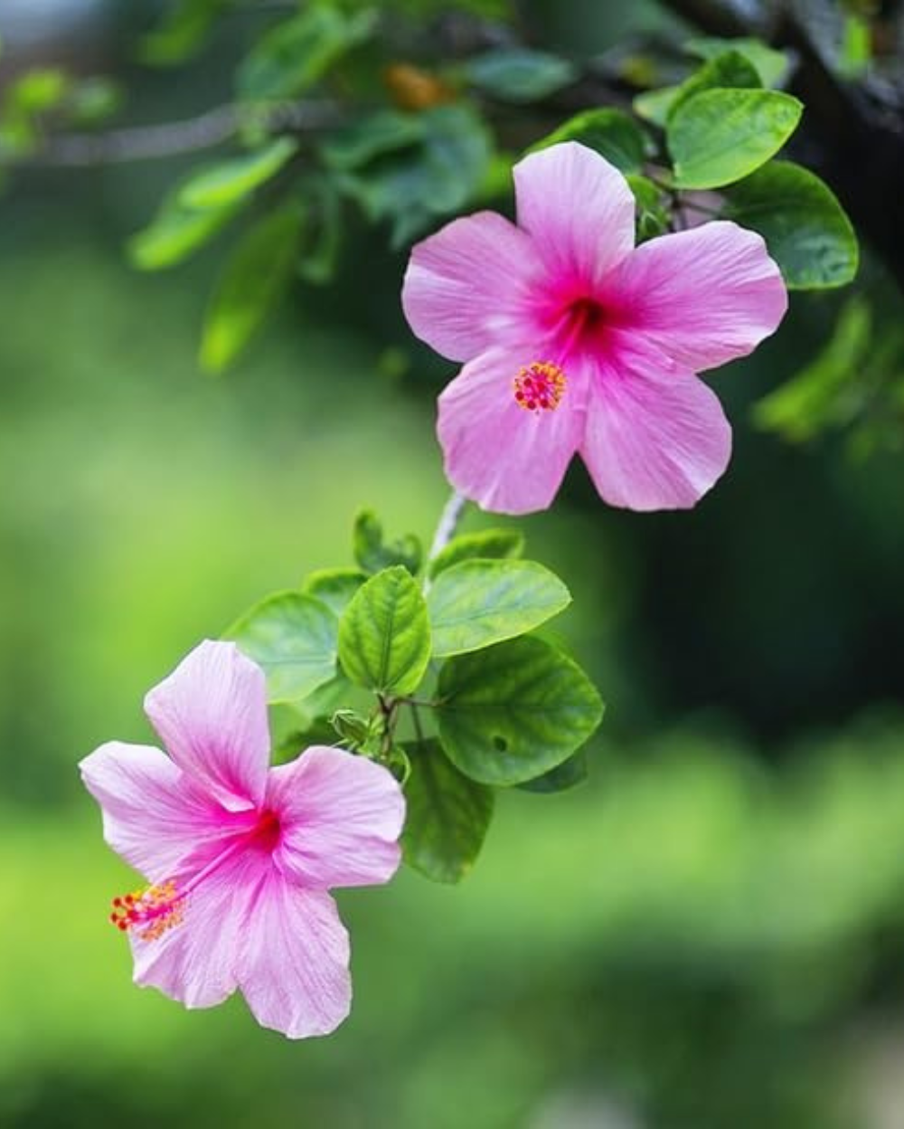 Pink White Hibiscus Flower seeds for Planting - Fragrant Blossoms, Heirloom & GMO Free Seeds for Home Garden