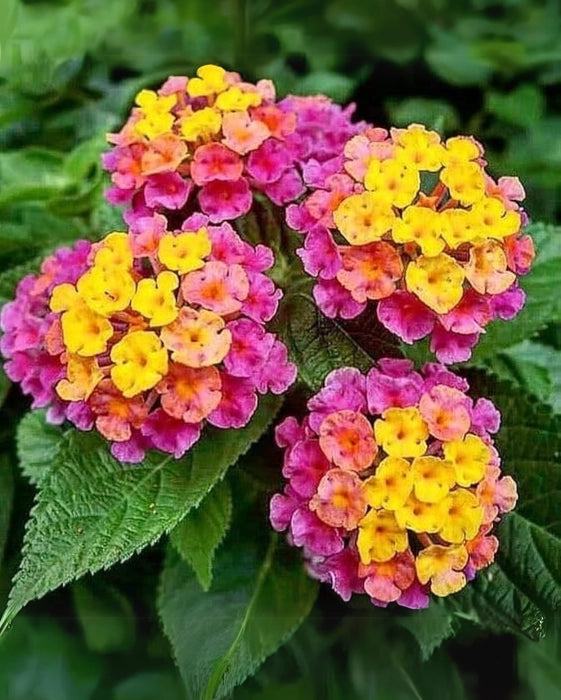 Wandelröschen Flower seeds for Planting - Bright Blooms, Heirloom & GMO Free Seeds for Home Garden