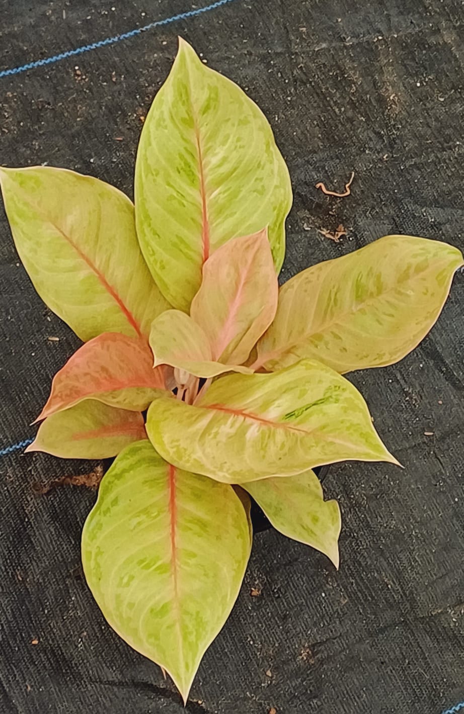 Yellow Aglaonema Flower seeds for Planting - Compact Growth, Heirloom & GMO Free Seeds for Home Garden
