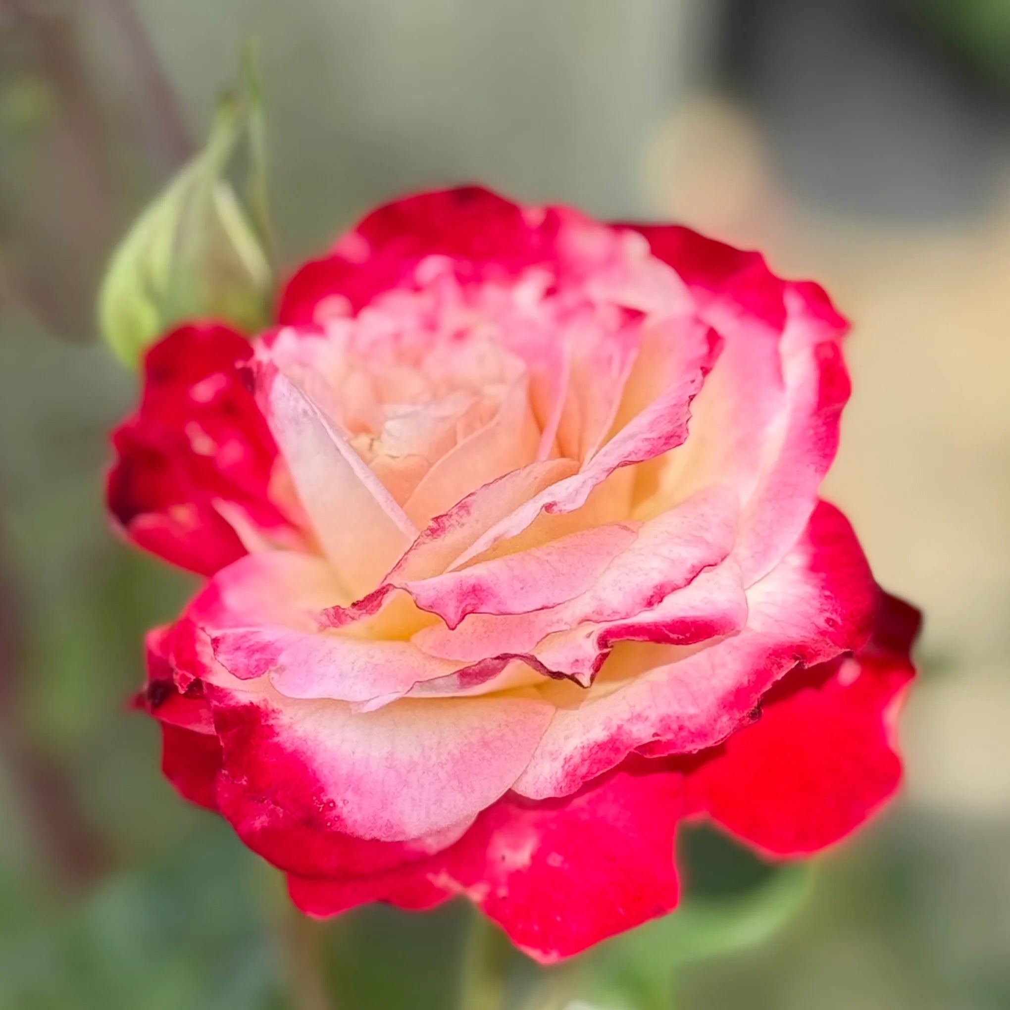 Pink Cream Rose Flower Seeds for Planting Long Bloom Season Heirloom & GMO Free Seeds for Home Garden
 
 Sale