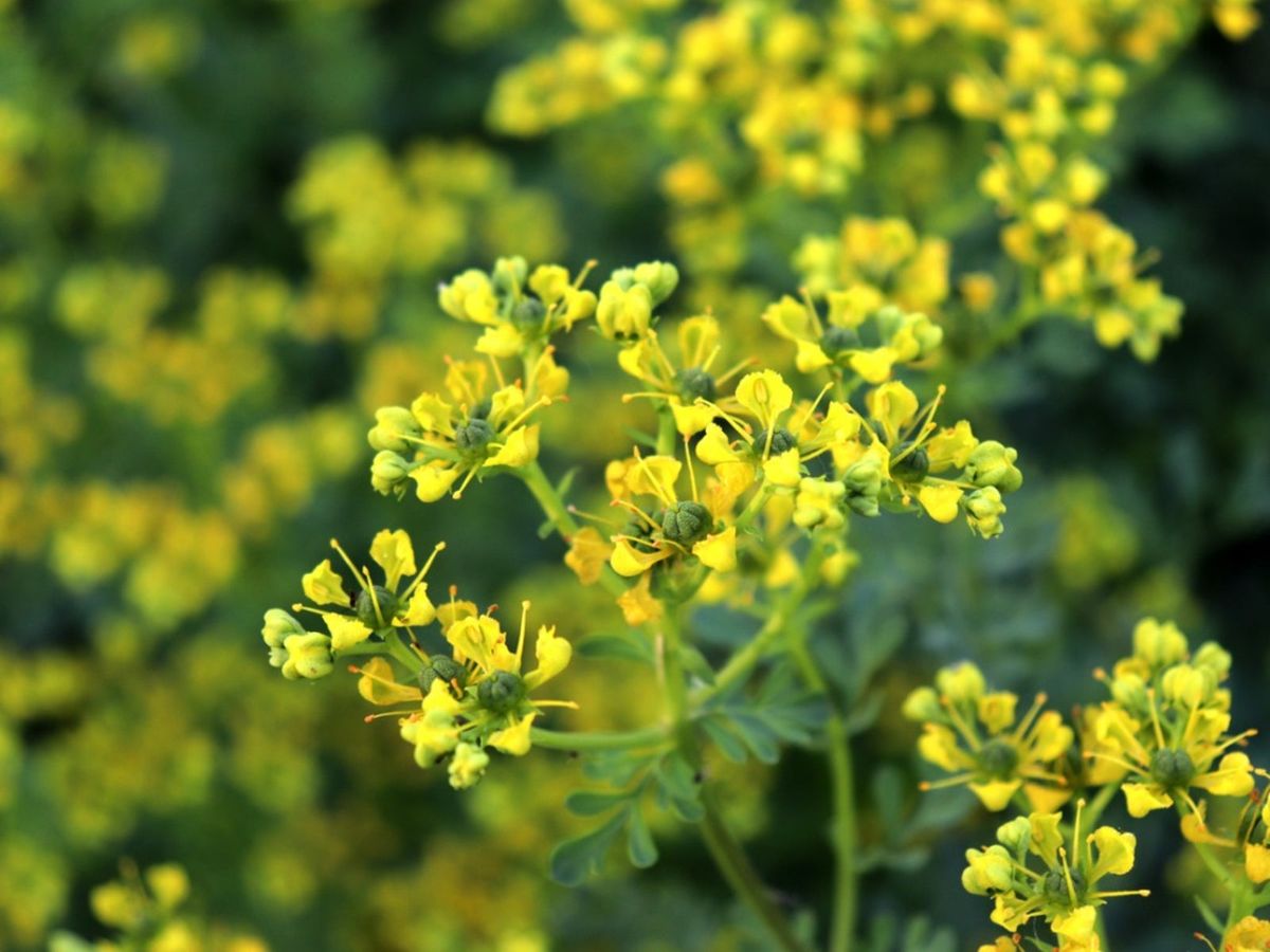 Yellow Ruta Graveolens Flower Planting Seeds  Brighten Your Garden with Vibrant Flowers - Evergrowseeds