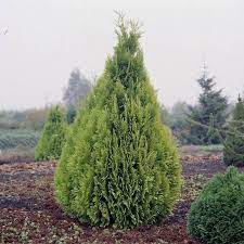 Bhutan Cypress Seeds For Planting - Enhance Your Landscape With Evergreen Trees