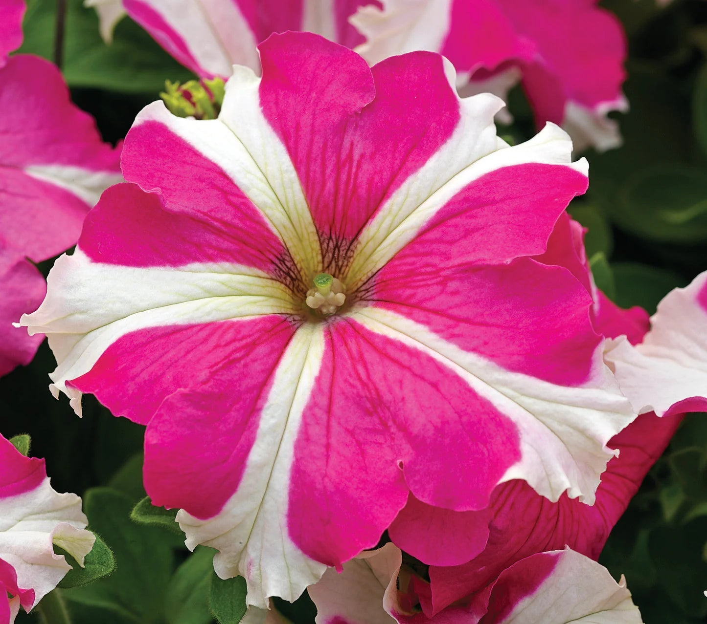 Petunia Pink & White Flower seeds for Planting - Compact Growth, Heirloom & GMO Free Seeds for Home Garden