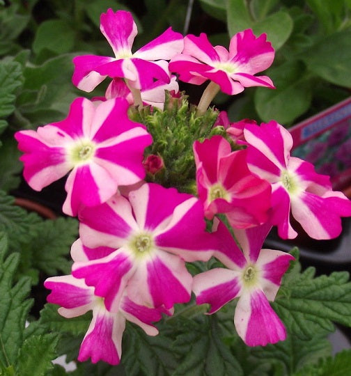 Pink Verbena Flower seeds for Planting - Premium Quality, Heirloom & GMO Free Seeds for Home Garden