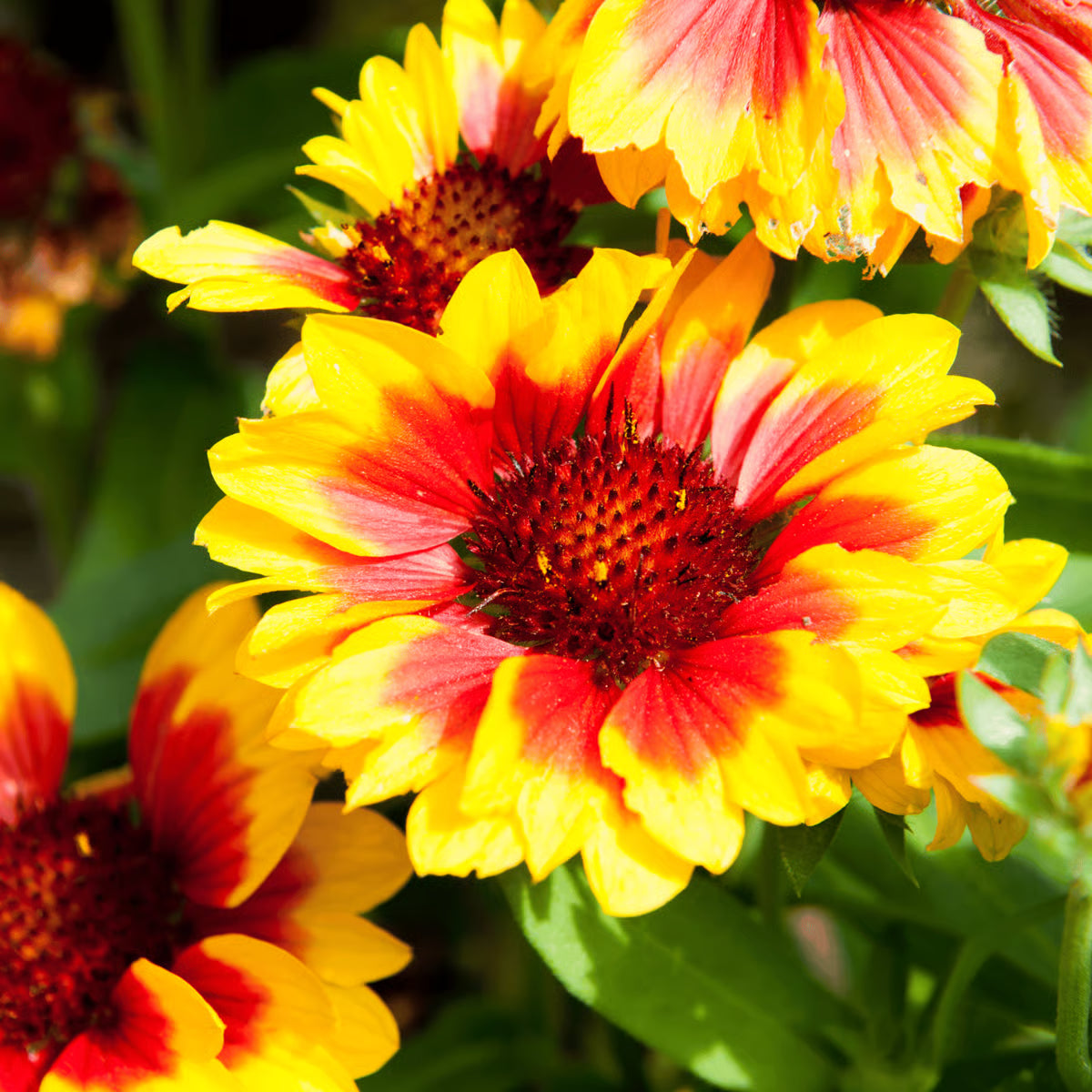 Mixed Rudbeckia Flower seeds for Planting - Compact Growth, Heirloom & GMO Free Seeds for Home Garden