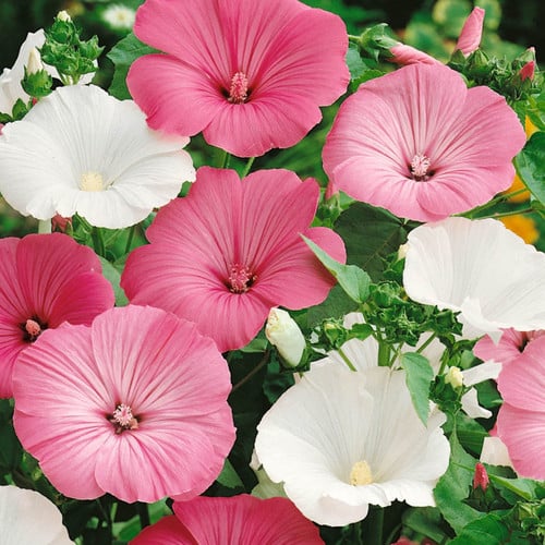 Mixed Rose Mallow Flower seeds for Planting - Colorful Display, Heirloom & GMO Free Seeds for Home Garden