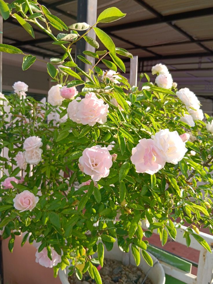 Light Pink Snow Rose Flower Seeds for Planting Colorful Display Heirloom & GMO Free Seeds for Home Garden
 
 Sale
