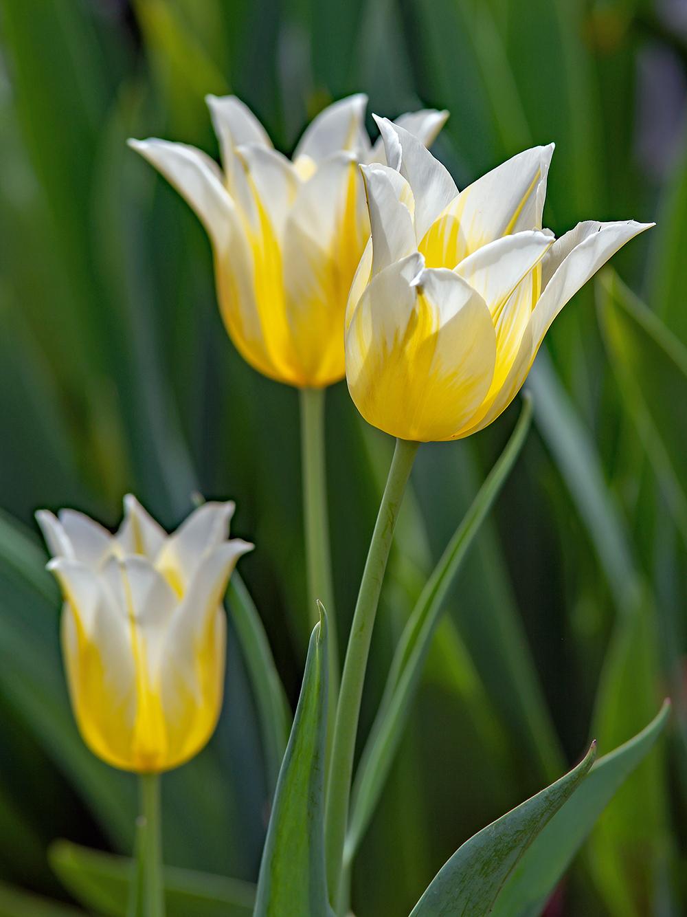 Yellow White Tulip Flower seeds for Planting - Shade Tolerant, Heirloom & GMO Free Seeds for Home Garden