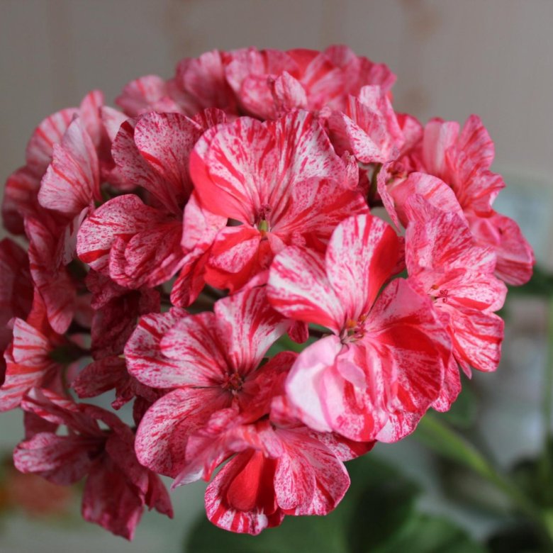 Orange White Geraniums Flower seeds for Planting - Compact Growth, Heirloom & GMO Free Seeds for Home Garden