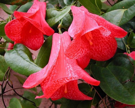 Lapageria Flower Seeds Planting Guide