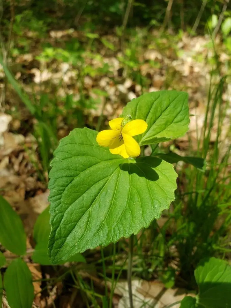 Yellow Viola Pubescens Plant Seeds for Planting
