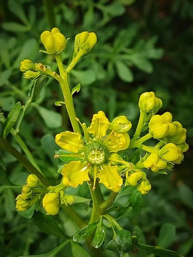 Ruta Graveolens Flower seeds for Planting Fragrant Blossoms Heirloom & GMO Free Seeds for Home Garden