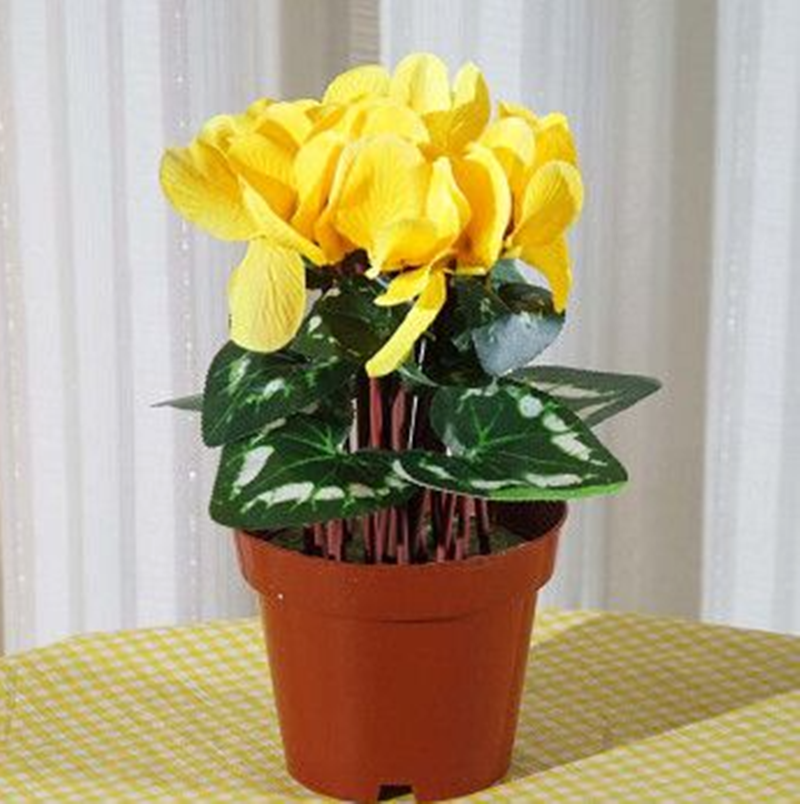Light Yellow Cyclamen Flower seeds for Planting - Cut Flower Favorite, Heirloom & GMO Free Seeds for Home Garden