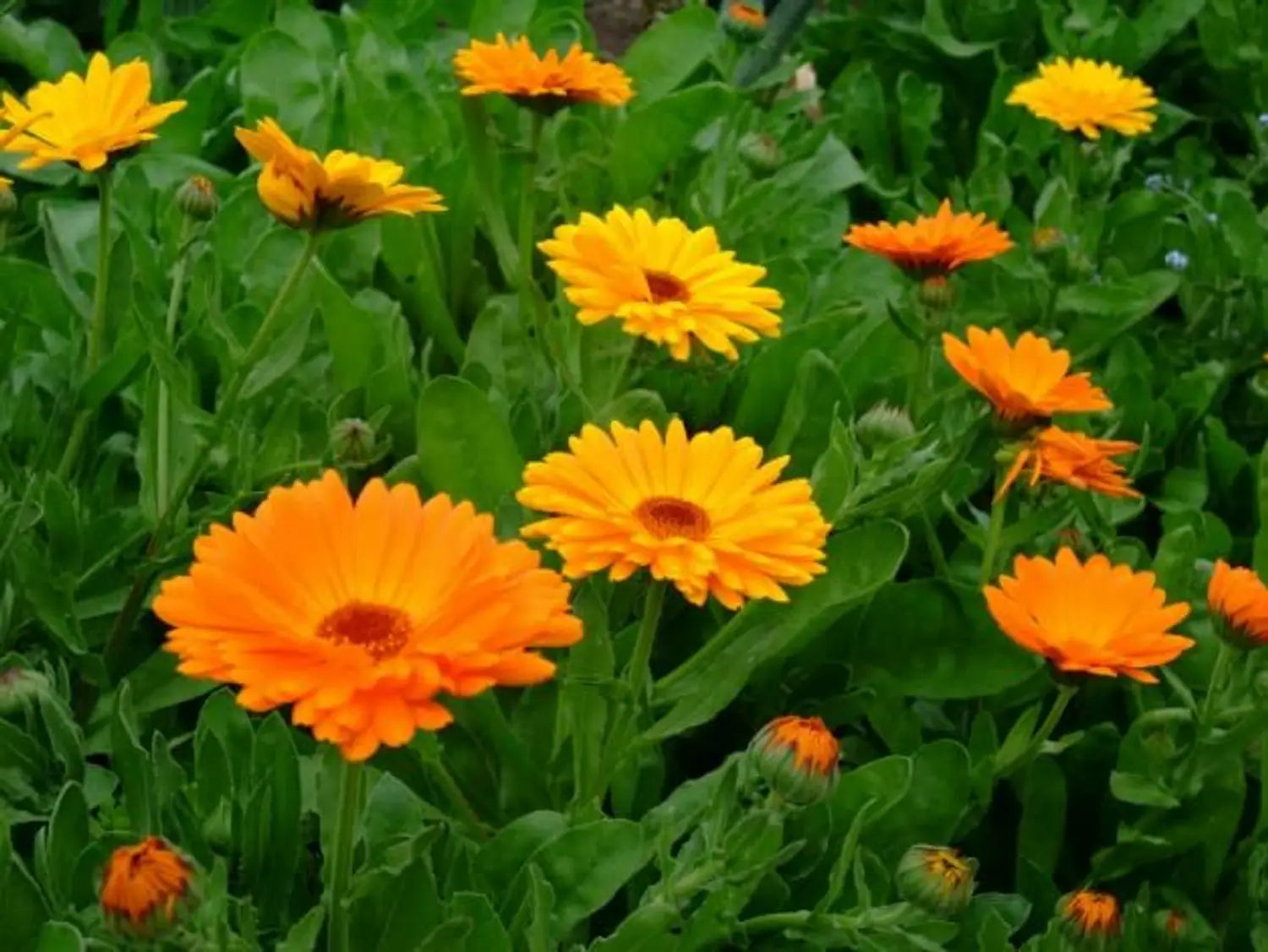 Red Calendula Flower seeds for Planting - Colorful Display, Heirloom & GMO Free Seeds for Home Garden