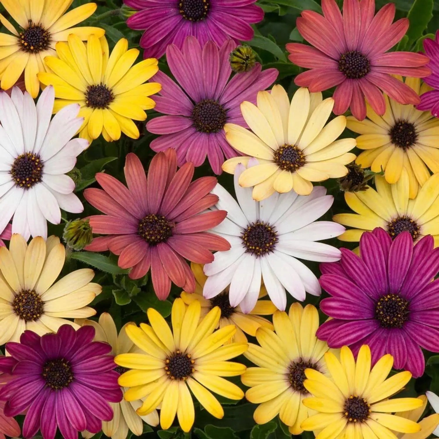 Mixed Osteospermum Flower seeds for Planting - Perfect for Borders, Heirloom & GMO Free Seeds for Home Garden