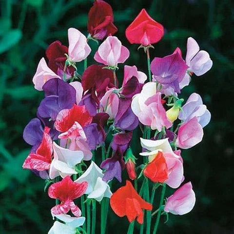 Odoratus Flower seeds for Planting - Drought Tolerant, Heirloom & GMO Free Seeds for Home Garden