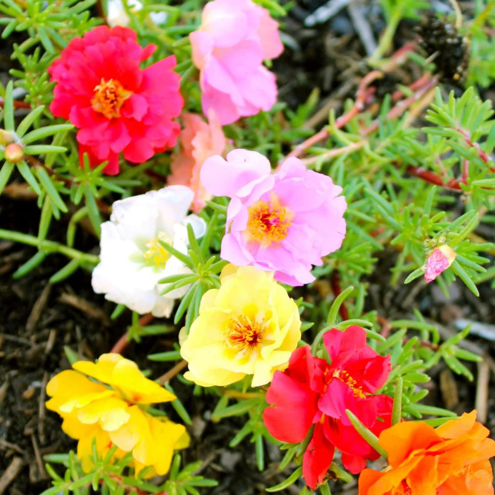 Mixed Color Moss Rose Flower seeds for Planting - Fragrant Blossoms, Heirloom & GMO Free Seeds for Home Garden