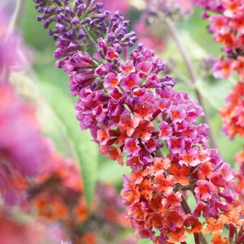 Orange Pink Buddleia Flower Seeds for Planting Sun Loving Heirloom & GMO Free Seeds for Home Garden
 
 Sale
