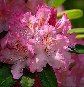 Catawba Rhododendron Rhododendron catawbiense Seeds for Planting in Flower Bed & Garden