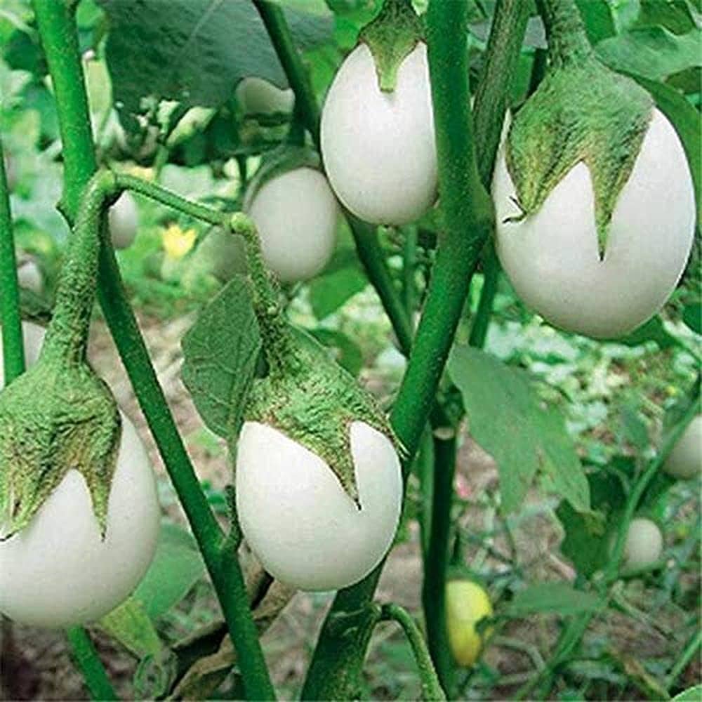 White Eggplant Seeds for Planting  Seed for Flavorful Vegetables in Your Home Garden